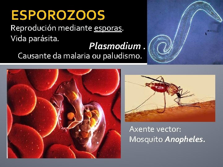 ESPOROZOOS Reprodución mediante esporas. Vida parásita. Plasmodium. Causante da malaria ou paludismo. Axente vector: