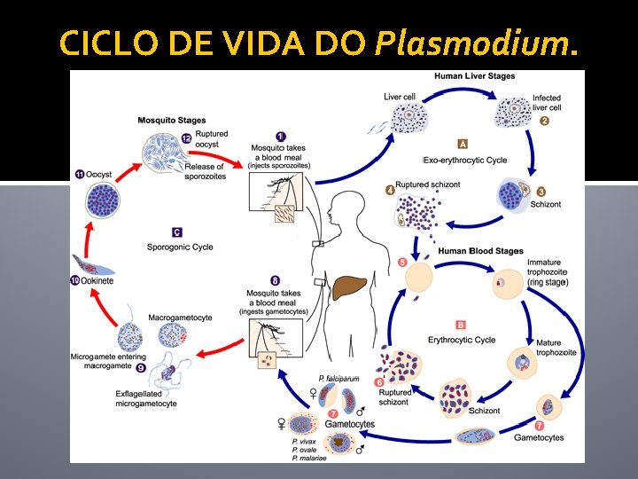 CICLO DE VIDA DO Plasmodium. 