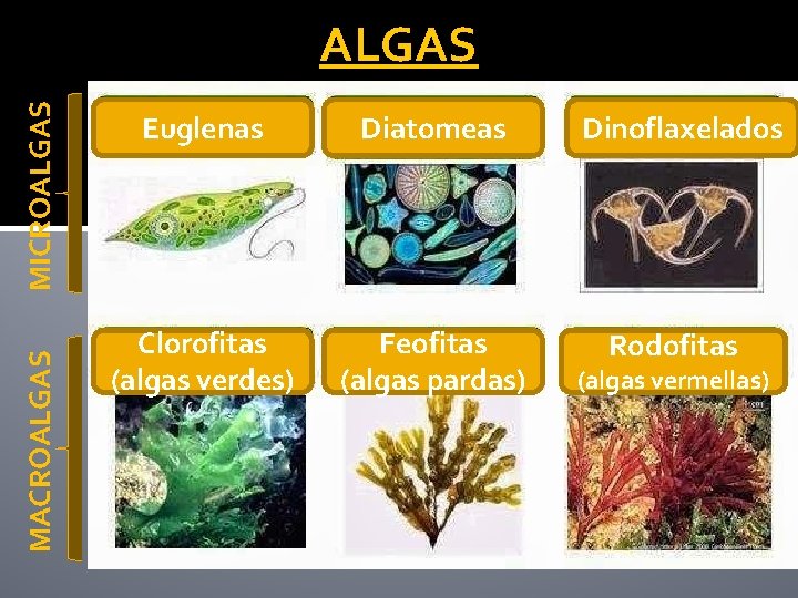 MACROALGAS MICROALGAS Euglenas Diatomeas Dinoflaxelados Clorofitas (algas verdes) Feofitas (algas pardas) Rodofitas (algas vermellas)