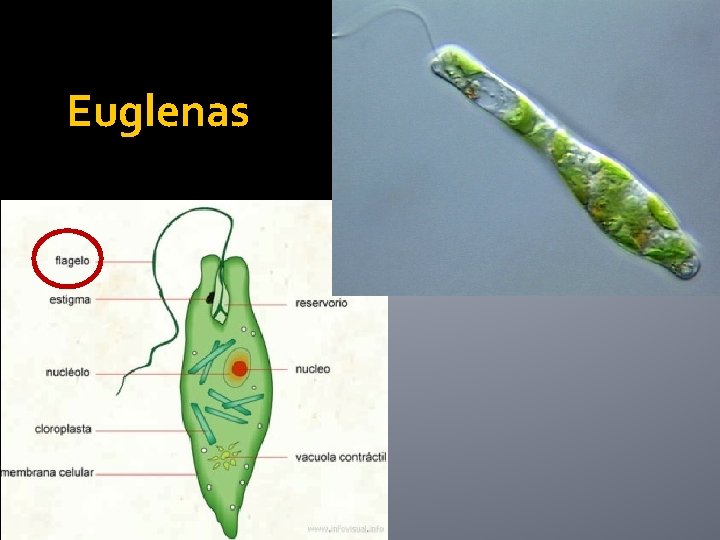 Euglenas 