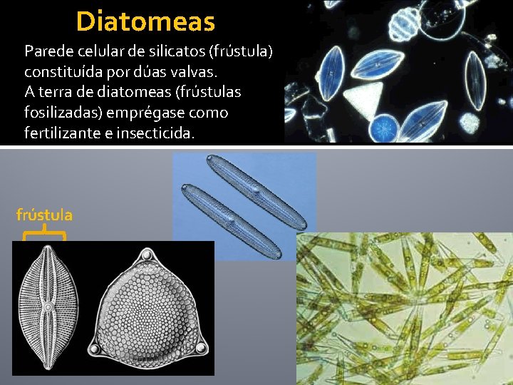 Diatomeas Parede celular de silicatos (frústula) constituída por dúas valvas. A terra de diatomeas