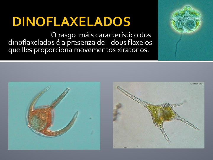 DINOFLAXELADOS O rasgo máis característico dos dinoflaxelados é a presenza de dous flaxelos que