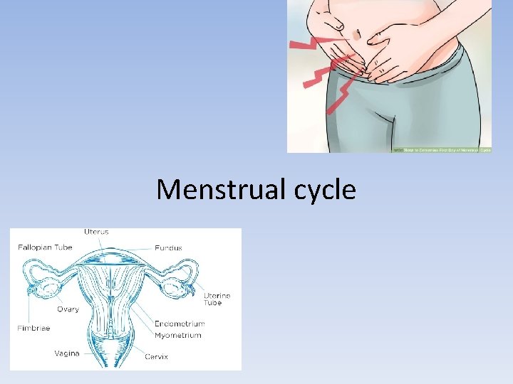 Menstrual cycle 