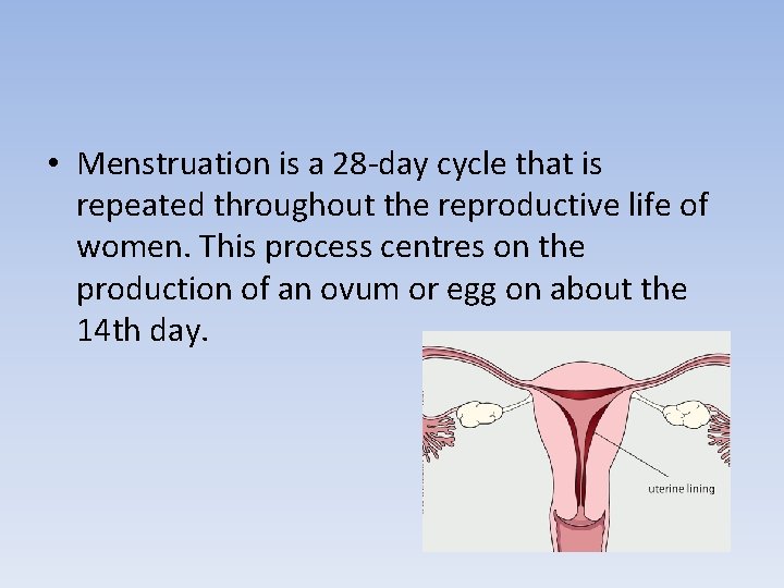  • Menstruation is a 28 -day cycle that is repeated throughout the reproductive