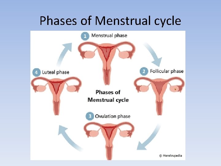 Phases of Menstrual cycle 