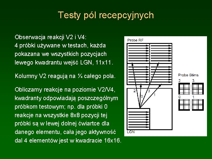 Testy pól recepcyjnych Obserwacja reakcji V 2 i V 4: 4 próbki używane w