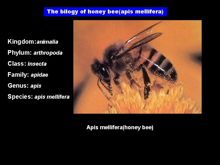 The bilogy of honey bee(apis mellifera) Kingdom: animalia Phylum: arthropoda Class: insecta Family: apidae