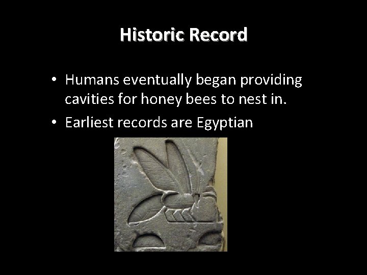 Historic Record • Humans eventually began providing cavities for honey bees to nest in.