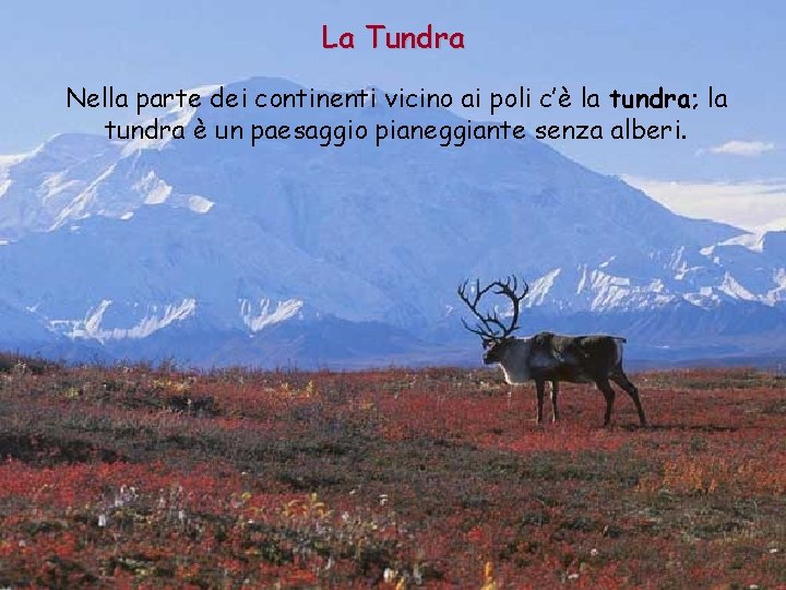La Tundra Nella parte dei continenti vicino ai poli c’è la tundra; la tundra