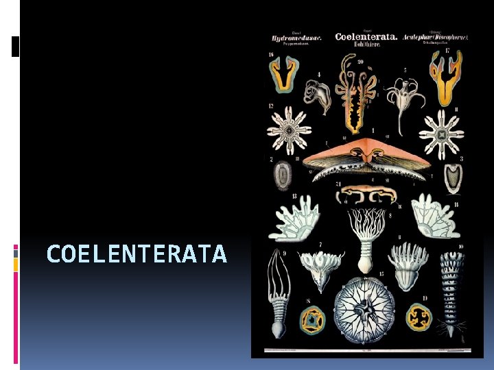 COELENTERATA 