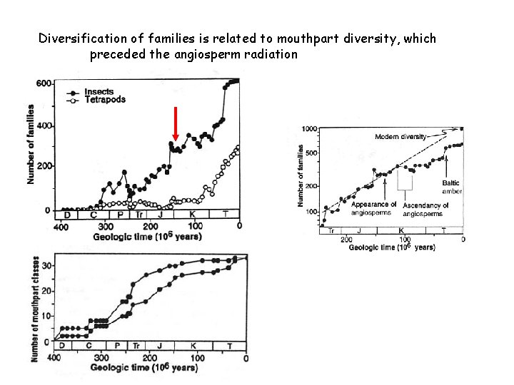 Diversification of families is related to mouthpart diversity, which preceded the angiosperm radiation 