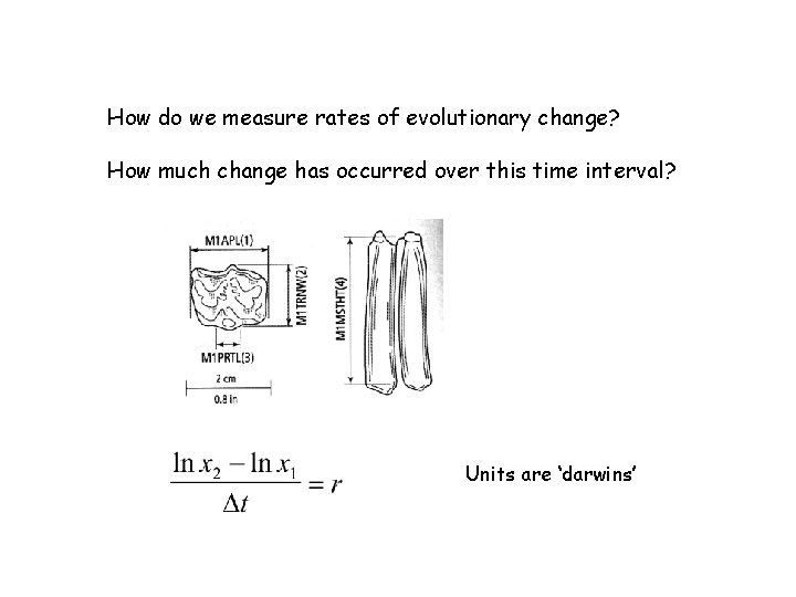 How do we measure rates of evolutionary change? How much change has occurred over