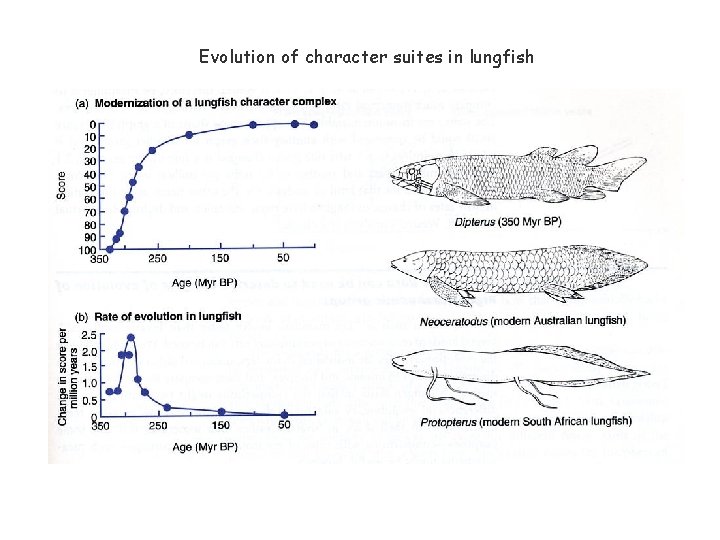 Evolution of character suites in lungfish 