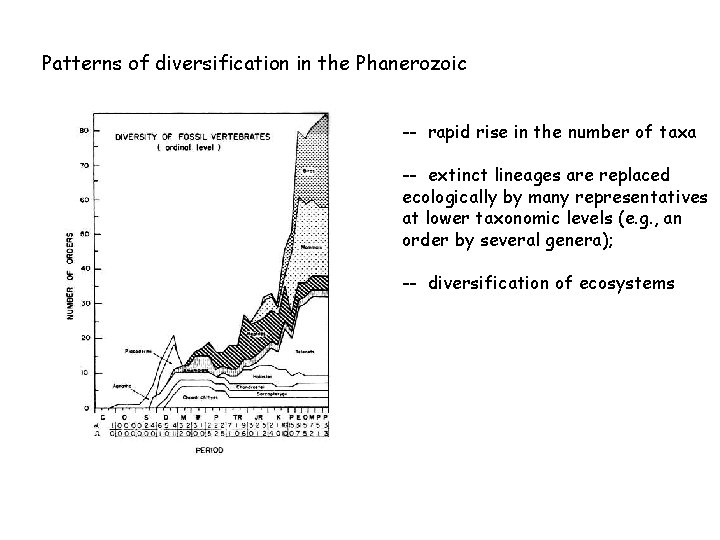 Patterns of diversification in the Phanerozoic -- rapid rise in the number of taxa