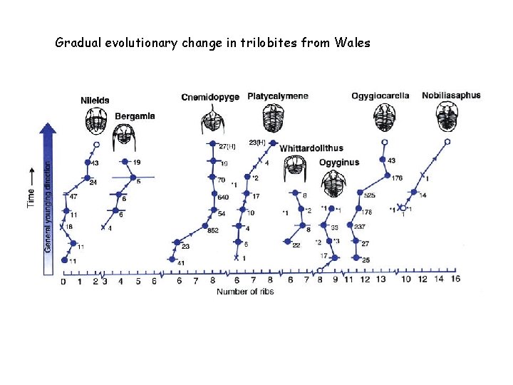 Gradual evolutionary change in trilobites from Wales 