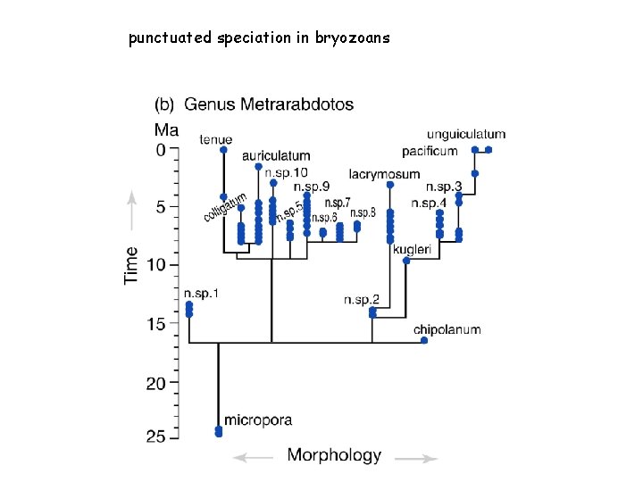 punctuated speciation in bryozoans 