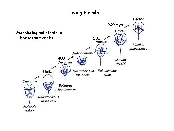 ‘Living Fossils’ 200 mya Morphological stasis in horseshoe crabs 400 280 