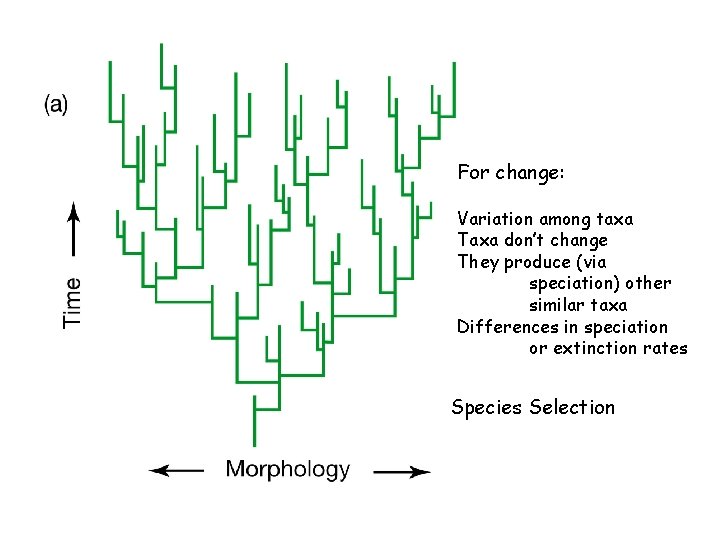 For change: Variation among taxa Taxa don’t change They produce (via speciation) other similar