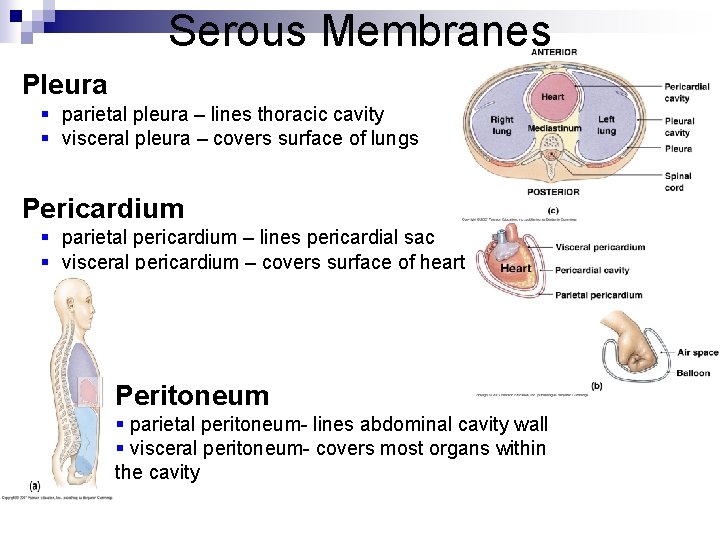 Serous Membranes Pleura § parietal pleura – lines thoracic cavity § visceral pleura –