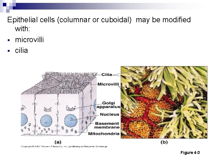 Epithelial cells (columnar or cuboidal) may be modified with: § microvilli § cilia Figure