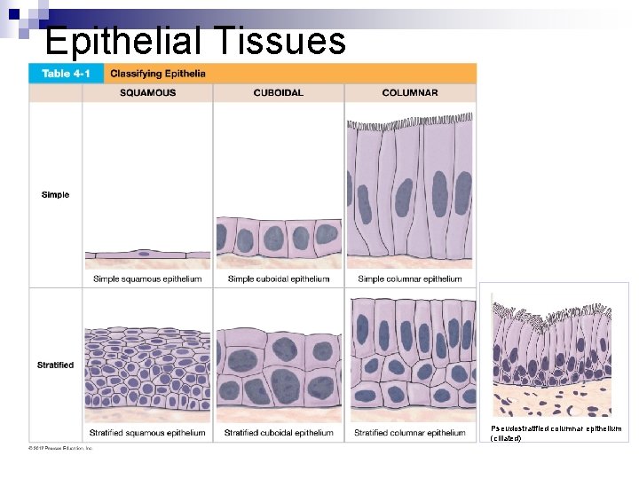 Epithelial Tissues Pseudostratified columnar epithelium (ciliated) 