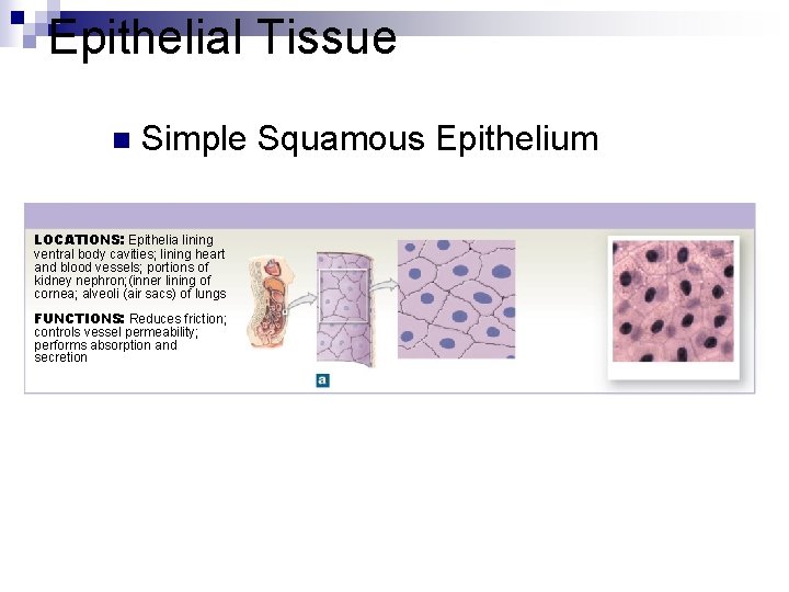 Epithelial Tissue n Simple Squamous Epithelium LOCATIONS: Epithelia lining ventral body cavities; lining heart