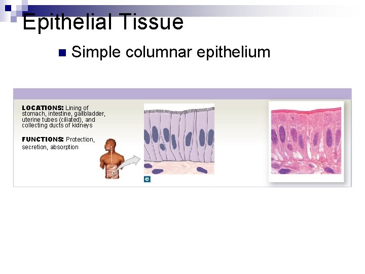 Epithelial Tissue n Simple columnar epithelium LOCATIONS: Lining of stomach, intestine, gallbladder, uterine tubes