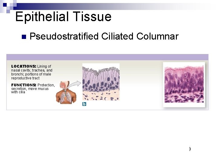 Epithelial Tissue n Pseudostratified Ciliated Columnar LOCATIONS: Lining of nasal cavity, trachea, and bronchi;