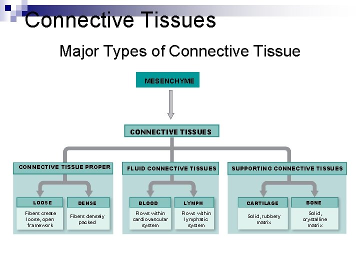 Connective Tissues Major Types of Connective Tissue MESENCHYME CONNECTIVE TISSUES CONNECTIVE TISSUE PROPER LOOSE