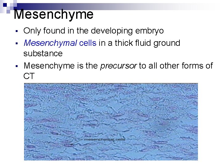 Mesenchyme § § § Only found in the developing embryo Mesenchymal cells in a