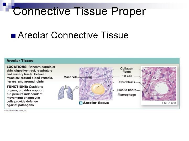 Connective Tissue Proper n Areolar Connective Tissue 