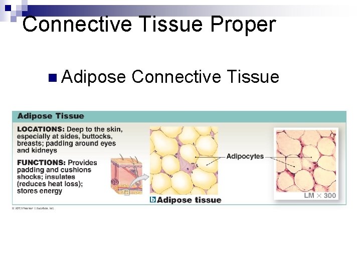 Connective Tissue Proper n Adipose Connective Tissue 