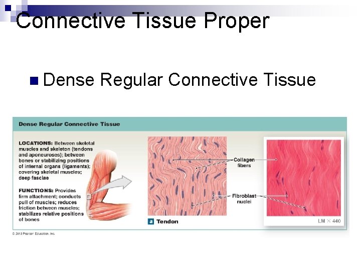 Connective Tissue Proper n Dense Regular Connective Tissue 