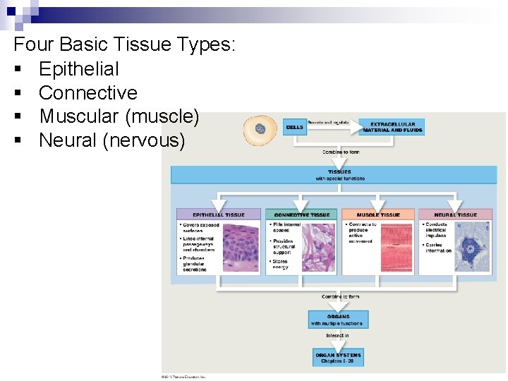 Four Basic Tissue Types: § Epithelial § Connective § Muscular (muscle) § Neural (nervous)