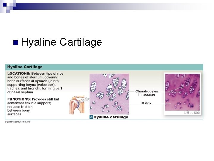 n Hyaline Cartilage 