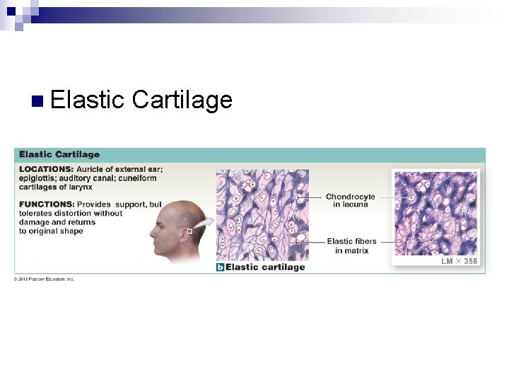 n Elastic Cartilage 