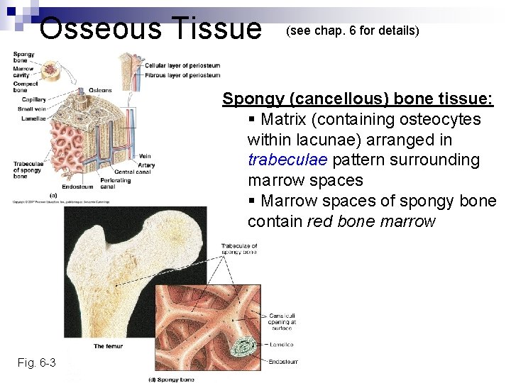 Osseous Tissue (see chap. 6 for details) Spongy (cancellous) bone tissue: § Matrix (containing