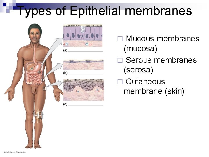 Types of Epithelial membranes Mucous membranes (mucosa) ¨ Serous membranes (serosa) ¨ Cutaneous membrane