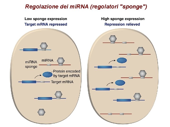 Regolazione dei mi. RNA (regolatori "sponge") 