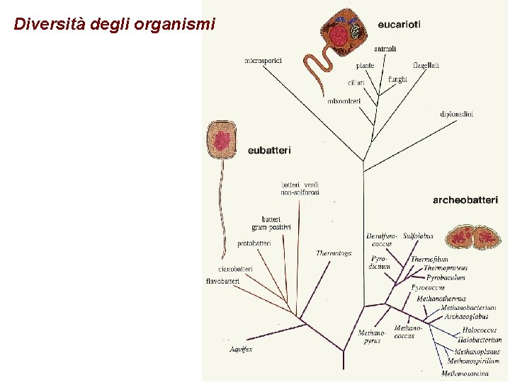 Diversità degli organismi 