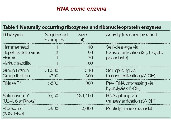 RNA come enzima 