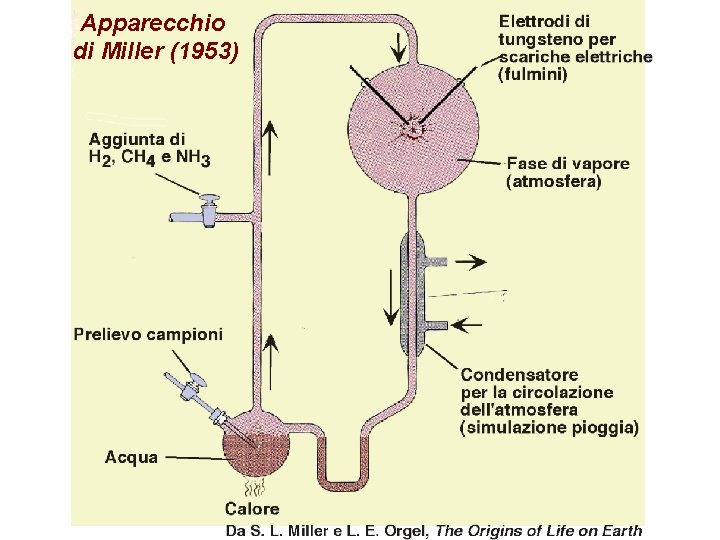 Apparecchio di Miller (1953) 