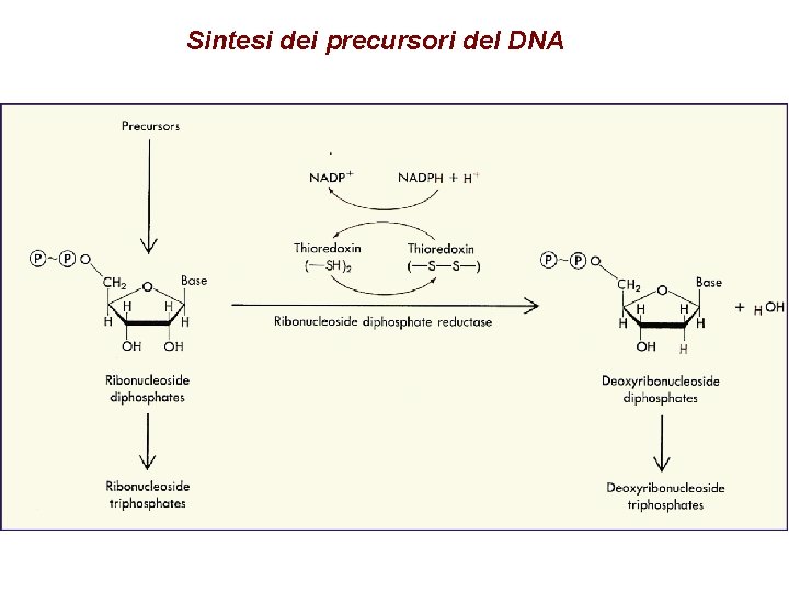 Sintesi dei precursori del DNA 