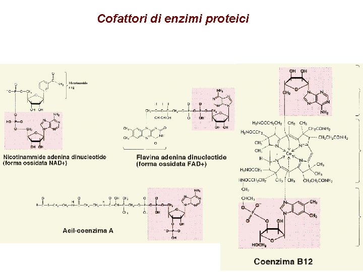 Cofattori di enzimi proteici 