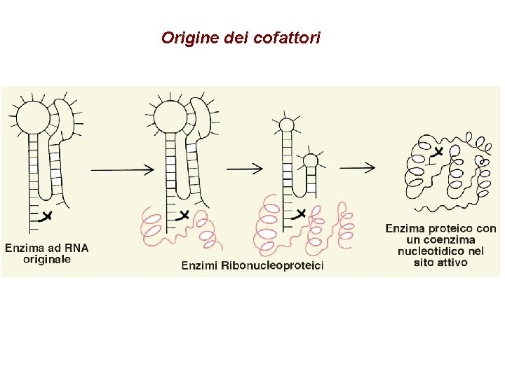 Origine dei cofattori 