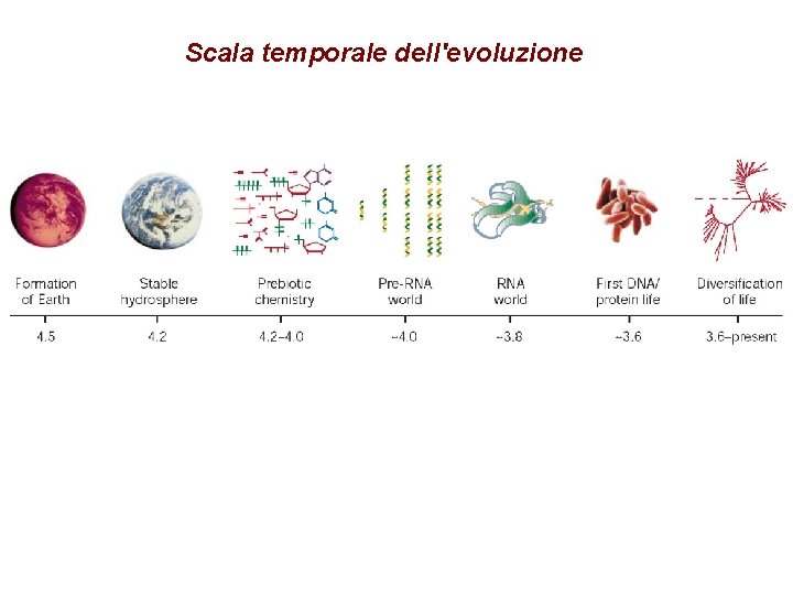 Scala temporale dell'evoluzione 