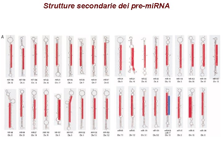 Strutture secondarie dei pre-mi. RNA 