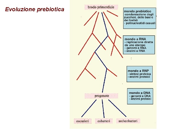 Evoluzione prebiotica 