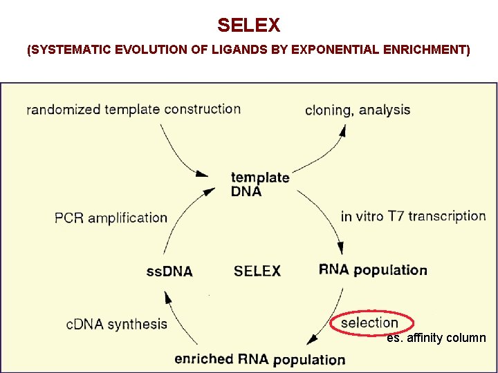 SELEX (SYSTEMATIC EVOLUTION OF LIGANDS BY EXPONENTIAL ENRICHMENT) es. affinity column 