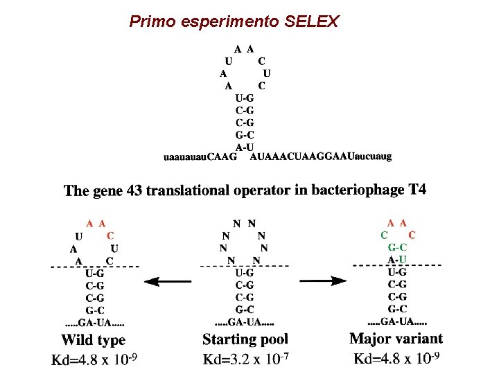 Primo esperimento SELEX 